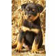 Rottweilerwelpen, Rottweiler Welpen - Rüde