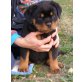 Rottweilerwelpen männl.undweibl., Rottweiler Welpen - Hündin