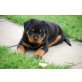 Rottweilerwelpen vom Schloß Bertholdstein.., Rottweiler Welpen - Hündin