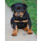Rottweilerwelpen vom Schloß Bertholdstein, Rottweiler Welpen - Hündin