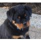 Rottweilerwelpen vom Schloß Bertholdstein, Rottweiler Welpen - Hündin