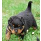 Rottweilerwelpen vom Schloß Bertholdstein, Rottweiler Welpen - Rüde