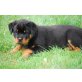 Rottweilerwelpen vom Schloß Bertholdstein, Rottweiler Welpen - Rüde