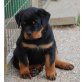 Rottweilerwelpen vom Schloß Bertholdstein!, Rottweiler Welpen - Rüde