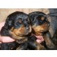 Rottweilerwelpen von der Schlossallee, Rottweiler Welpen - Rüde