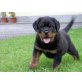 Rottweilerwelpen von der Schlossallee, Rottweiler Welpen - Rüde