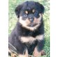 Rottweilerwelpen von der Schlossallee, Rottweiler Welpen - Rüde