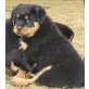 Rottweilerwelpen von der Schlossallee, Rottweiler Welpen - Rüde