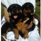Rottweiller, Rottweiler - Rüde
