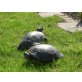 Rotwangenschmuckschildkröten - weiblich
