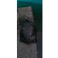 Rotwangenschmuckschildkröten - weiblich