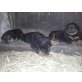 Rotweiler  Welpen - Rüde