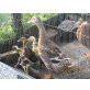 Rouen Clair Enten - weiblich