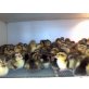 Rouen Clair Enten - weiblich