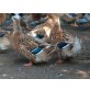 Rouen Clair Enten - weiblich