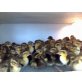 Rouen Clair Enten - weiblich