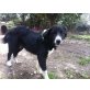 Roula, sucht sportliche Menschen, Border Collie Mix Welpen - Hündin