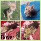 Rover, Mischling Welpen - Rüde