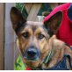 Rowen, Schäferhund Mix - Rüde
