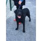 Rox, Labrador Retriever - Rüde