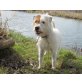 Rox, Parson Jack Russel - Rüde