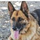 Roxan, Deutscher Schäferhund - Hündin
