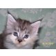 Roxanne & Romina, Maine Coon - Katze