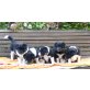 Roxi, Border-Collie Welpen - Hündin