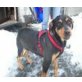 Roxi, Super Anfaengerhund - Hündin