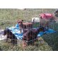Roxi, Zwergpinscher Welpen - Hündin