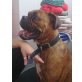 Roxy, Boxer - Hündin