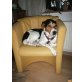 Roxy, Bracke - Hündin