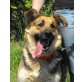 Roxy, Deutscher Schäferhund Brauner langhaariger Schlag - Hündin