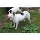 Roxy, Französische Bulldogge - Hündin