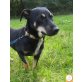 Roxy, Mischling - Hündin