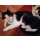 Roxy, Mischling - Katze