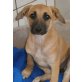 Roxy, Mischling Welpen - Hündin