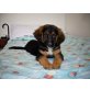 Roxy , Schäferhundmischling Welpe  - Hündin