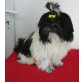 Roxy, Shih Tzu Welpen - Hündin