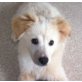 Roxy, Spitz........ - Rüde