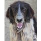 Roy, Setter-Mix - Rüde