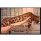 Royal Rose, Bengalkatze - Katze
