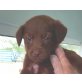 Rubble, Labrador/Podenco - Rüde