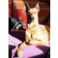 Rubby, Deutscher Pinscher - Rüde