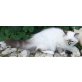 Rubens, Heilige Birma - Kater