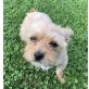 Rubia, Yorkie Mix - Hündin