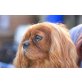 Rubina, Cavalier King Charles Spaniel - Hündin