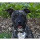 Rubina, Schnauzer Boxer Mix - Hündin