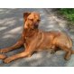 Rubio, Bordeauxdoggen-Mix - Rüde