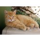 Rubio, lieber rotgetigerter Kater (FIV pos.) - Kater